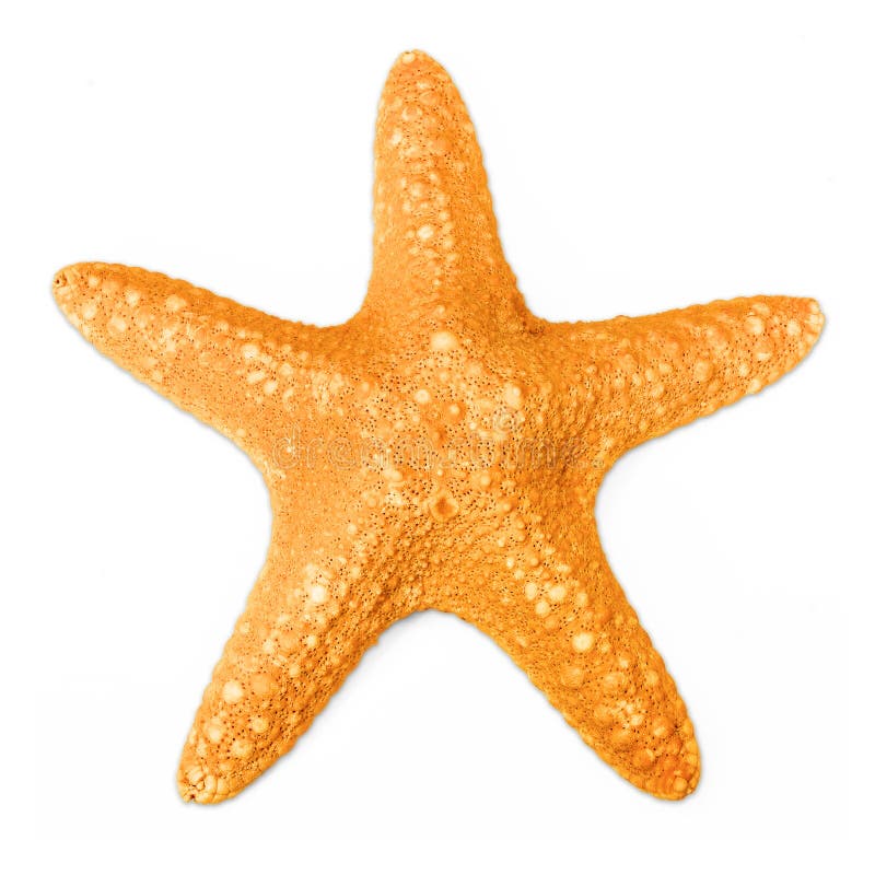 Étoiles de mer d'isolement sur le blanc image stock Étoiles de mer d'isolement sur le blanc image stock