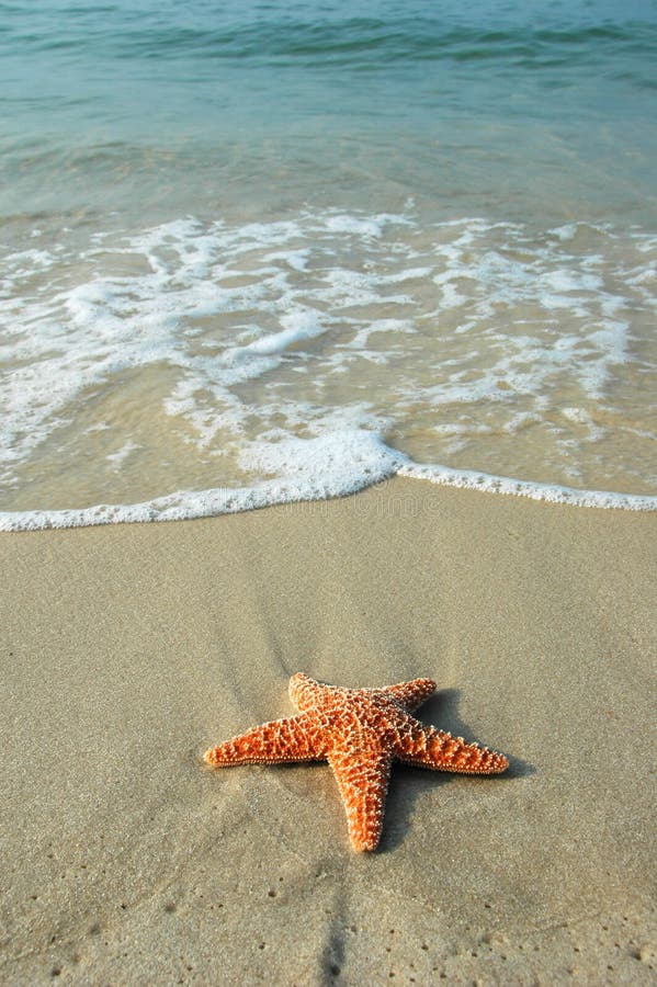 Étoiles de mer et l'océan Étoiles de mer et l'océan