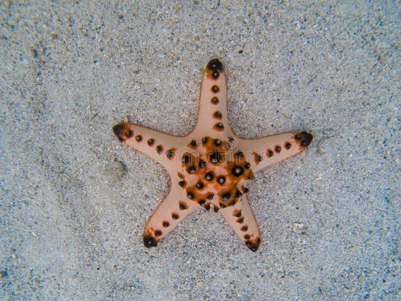 Étoiles de mer naturelles sur le sable blanc en eau de mer Eau de mer tropicale pendant la marée basse Animal sous-marin de bord photos libres de droits Étoiles de mer naturelles sur le sable blanc en eau de mer Eau de mer tropicale pendant la marée basse Animal sous-marin de bord photos libres de droits
