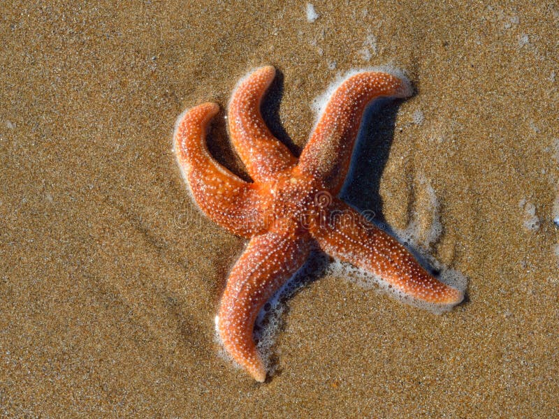 Étoiles de mer sur la plage photographie stock libre de droits Étoiles de mer sur la plage photographie stock libre de droits