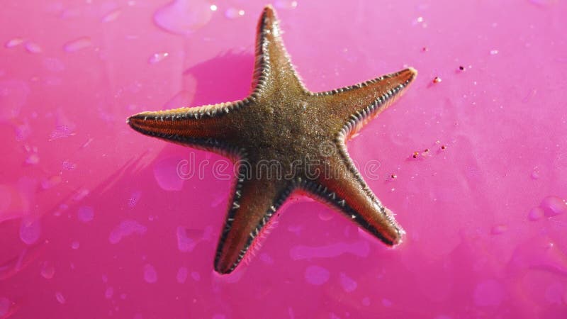 Étoiles de mer sur le fond rose banque de vidéos