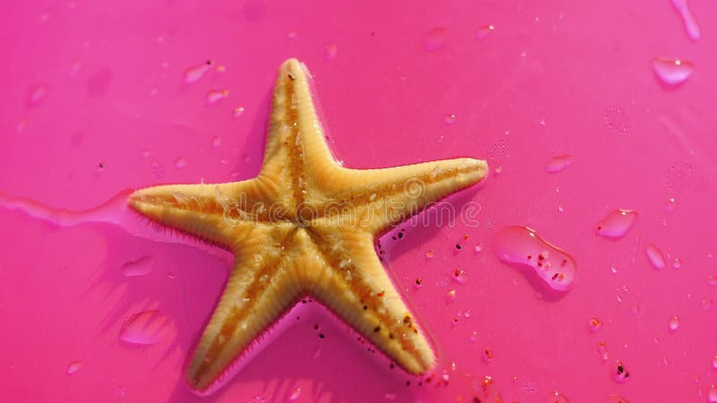 Étoiles de mer sur le fond rose clips vidéos