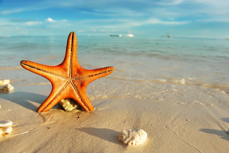 Étoiles de mer sur une plage photo stock Étoiles de mer sur une plage photo stock