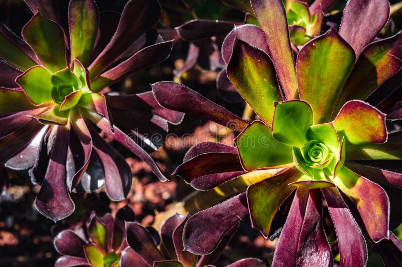 étonnant closeup de fleurs arborées vert vif et violet de l'aeonium photographie stock