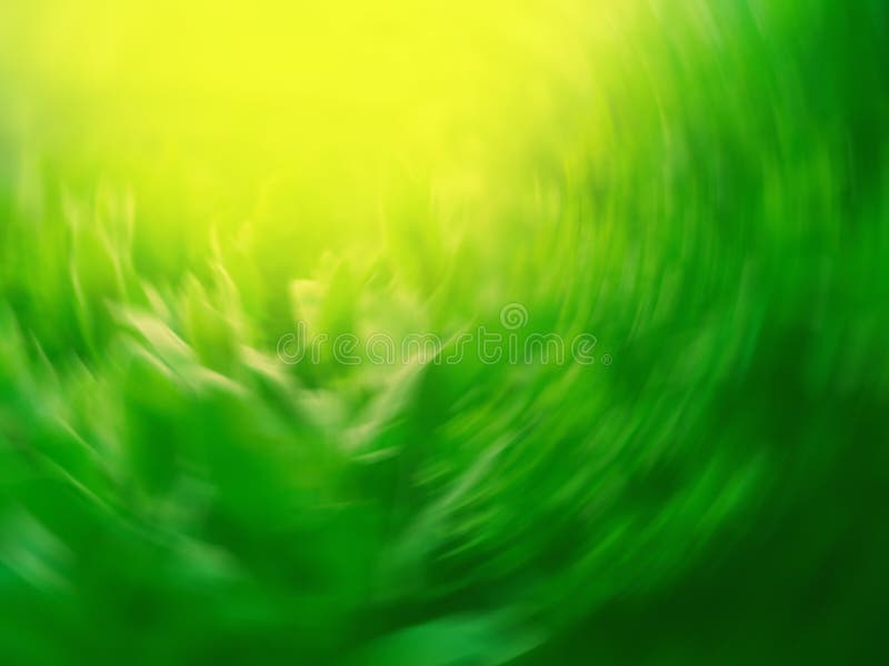 étonnant flou et champ de focalisation souple dans le jardin. terrain d'herbe avec soleil bokeh images stock étonnant flou et champ de focalisation souple dans le jardin. terrain d'herbe avec soleil bokeh images stock
