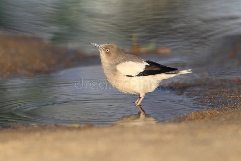 étourneau Blanc-épaulé photo stock étourneau Blanc-épaulé photo stock