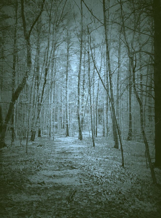 Étrange effrayant hanté de fantômes de forêt photo libre de droits Étrange effrayant hanté de fantômes de forêt photo libre de droits