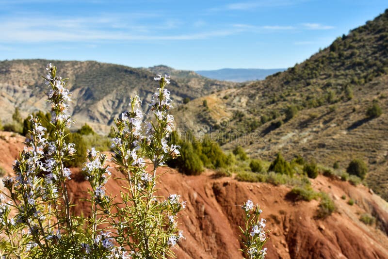 étroit de quelques brindilles de romarin avec les fleurs pourpres dans la montagne avec un paysage des champs verts, du sable de photo stock étroit de quelques brindilles de romarin avec les fleurs pourpres dans la montagne avec un paysage des champs verts, du sable de photo stock