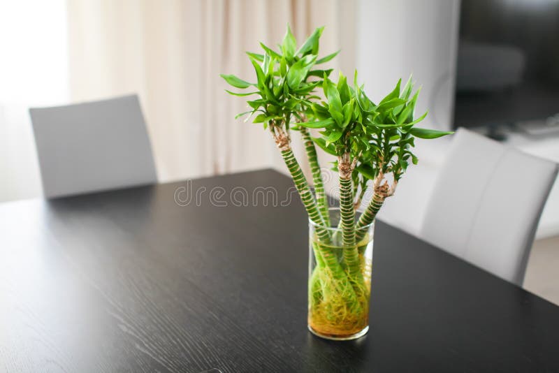 Étroitement vers le haut de cinq tiges en bambou dans la position en verre de vase sur la table en bois foncée photo libre de droits Étroitement vers le haut de cinq tiges en bambou dans la position en verre de vase sur la table en bois foncée photo libre de droits