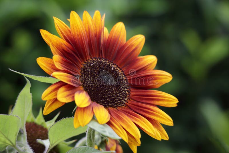 Été de floraison de beau tournesol image libre de droits