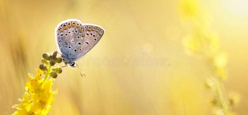 Été, fond d'été - papillon se reposant sur une Floride jaune photo stock Été, fond d'été - papillon se reposant sur une Floride jaune photo stock