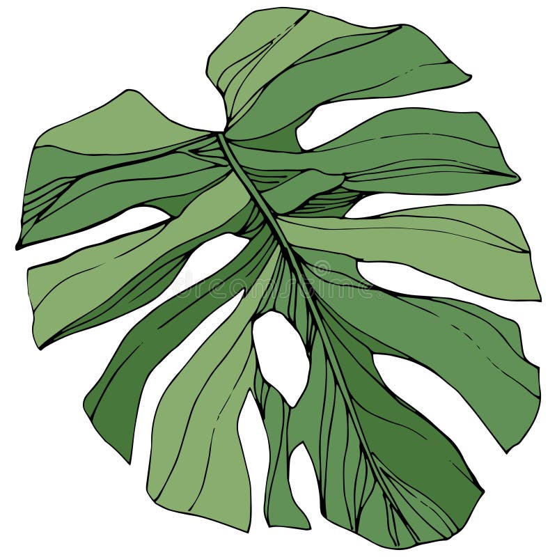 Été hawaïen tropical exotique Art gravé vert d'encre Élément d'isolement d'illustration de feuille illustration libre de droits Été hawaïen tropical exotique Art gravé vert d'encre Élément d'isolement d'illustration de feuille illustration libre de droits