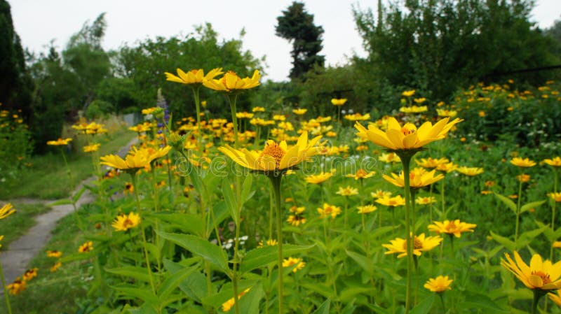 Été jaune de Coneflowers ou de hirta (de Rudbeckia) images libres de droits Été jaune de Coneflowers ou de hirta (de Rudbeckia) images libres de droits