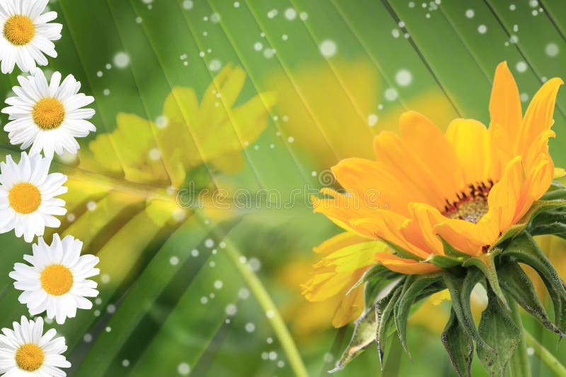 Été, marguerite, fond jaune de fleur images libres de droits Été, marguerite, fond jaune de fleur images libres de droits