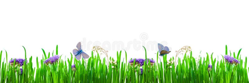 Summer, spring background of bright green grass with small delicate purple flowers and butterflies, moths, isolated on a white background. Copy of the space, panoramic. Summer, spring background of bright green grass with small delicate purple flowers and butterflies, moths, isolated on a white background. Copy of the space, panoramic