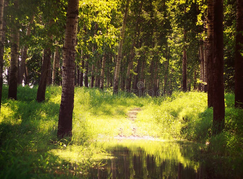 Été Sunny Forest Trees And Green Grass nature photo libre de droits Été Sunny Forest Trees And Green Grass nature photo libre de droits