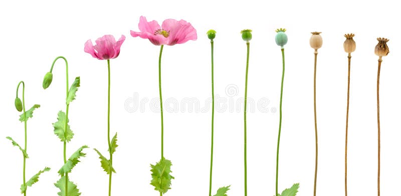 Evolution of Opium poppy isolated on white background. Evolution of Opium poppy isolated on white background