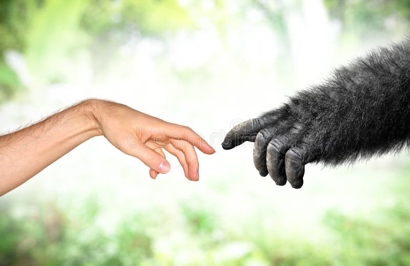 Évolution humaine et fausse de main de singe de concept de primats photographie stock libre de droits