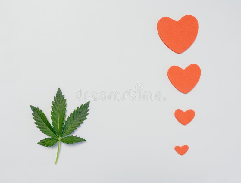 Één blad van de cannabis of de marihuana op witte achtergrond met harten royalty-vrije stock foto Één blad van de cannabis of de marihuana op witte achtergrond met harten royalty-vrije stock foto
