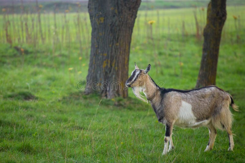 ??n bruine geit die zich op groen gras met vage bomen op achtergrond bevinden stock foto ??n bruine geit die zich op groen gras met vage bomen op achtergrond bevinden stock foto