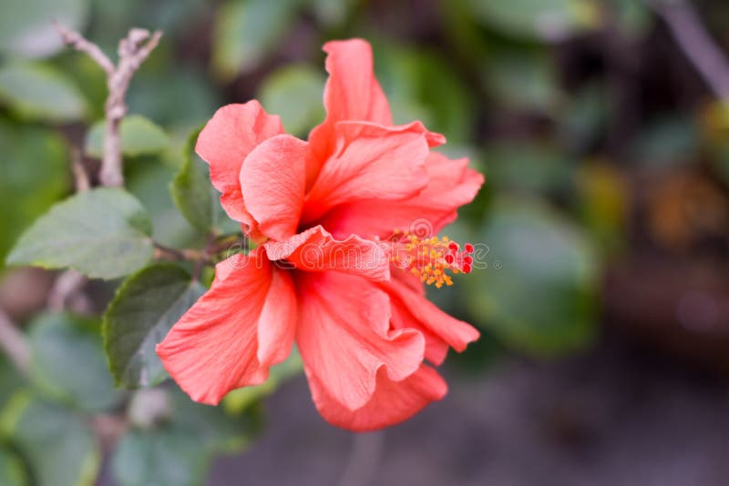 Één Chaba-Chinese rosa-sinensis van de bloemhibiscus nam, rode kleur toe, bloeiend tijdens ochtendzonlicht in tropische tuin in g stock foto Één Chaba-Chinese rosa-sinensis van de bloemhibiscus nam, rode kleur toe, bloeiend tijdens ochtendzonlicht in tropische tuin in g stock foto
