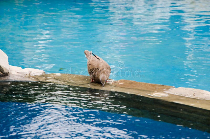 Één duif drinkt water van een fontein stock afbeelding Één duif drinkt water van een fontein stock afbeelding