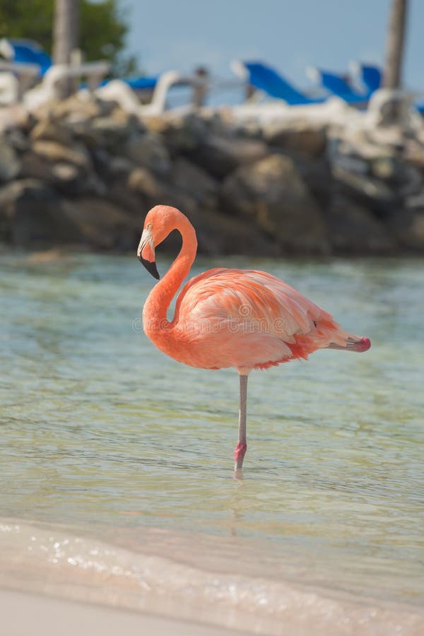 Één flamingo op het strand royalty-vrije stock afbeeldingen Één flamingo op het strand royalty-vrije stock afbeeldingen