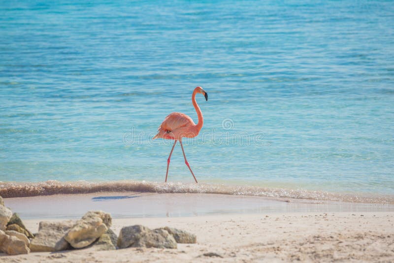 Één flamingo op het strand stock afbeeldingen Één flamingo op het strand stock afbeeldingen