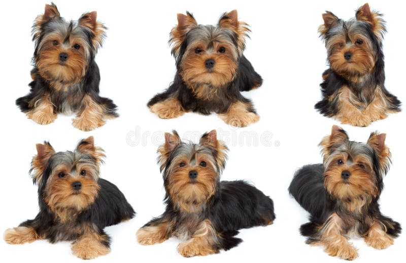Één fotozitting van de hond stock foto's Één fotozitting van de hond stock foto's