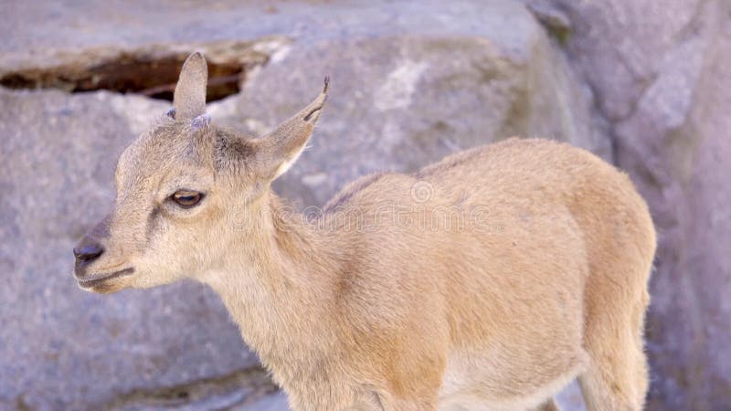 Één het kleine leuke berg pasgeboren geit goatling spelen op rotsen Het kleine yeanling het schreeuwen gillen