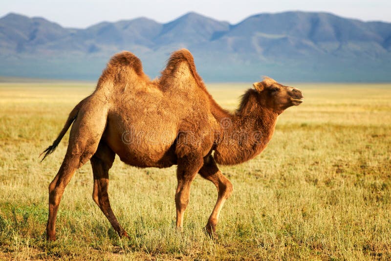 One camel in the mongolia. One camel in the mongolia