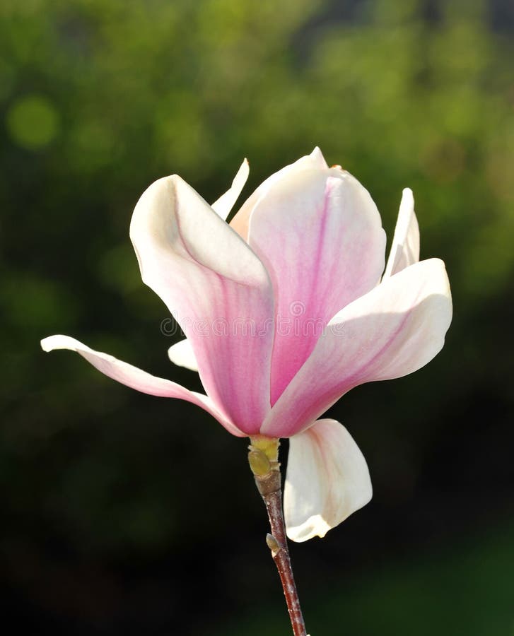 Één roze magnoliabloem