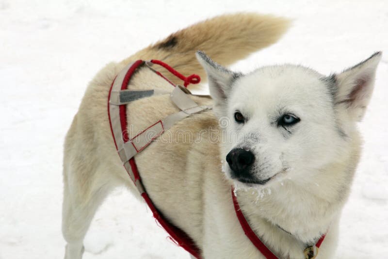 Één sleehond wacht op hun gebruik in de sneeuw om een slee te trekken en bekijkt de camera stock afbeelding Één sleehond wacht op hun gebruik in de sneeuw om een slee te trekken en bekijkt de camera stock afbeelding