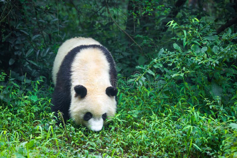 Één volwassen reuzepanda die in het bos in China lopen stock fotografie Één volwassen reuzepanda die in het bos in China lopen stock fotografie