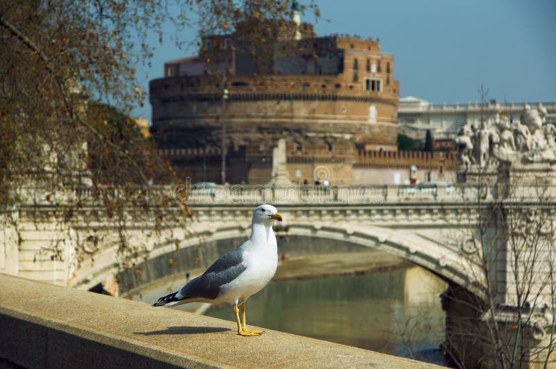 Één zeemeeuwkosten op verschansing tegen achtergrond van Tiber en castel van Heilige Angelo royalty-vrije stock foto Één zeemeeuwkosten op verschansing tegen achtergrond van Tiber en castel van Heilige Angelo royalty-vrije stock foto