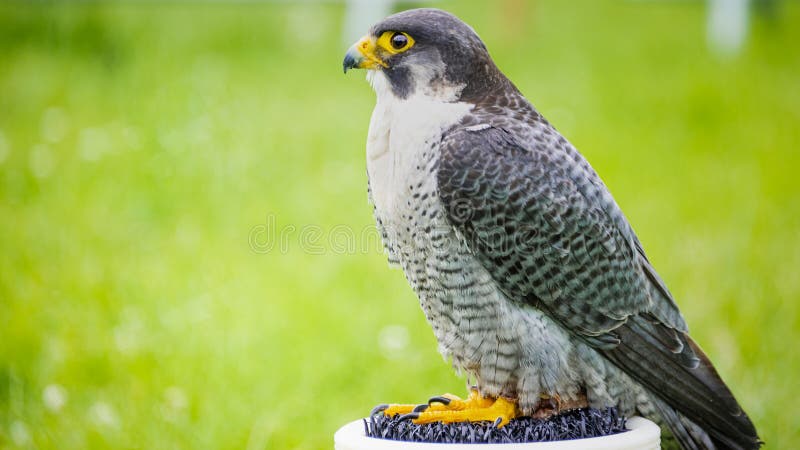 Être perché de peregrinus de Peregrine Falcon Falco de captif photos libres de droits Être perché de peregrinus de Peregrine Falcon Falco de captif photos libres de droits