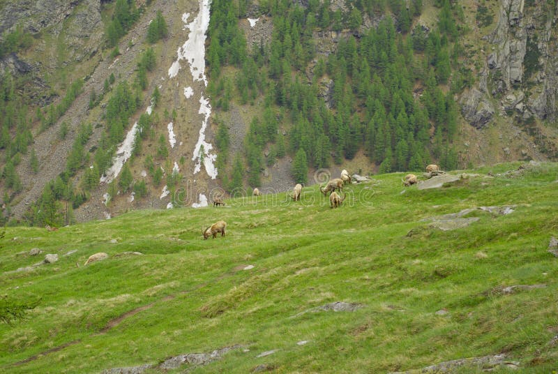 Íbex da cabra de Steinbocks no vale de Cogne, Itália fotos de stock Íbex da cabra de Steinbocks no vale de Cogne, Itália fotos de stock