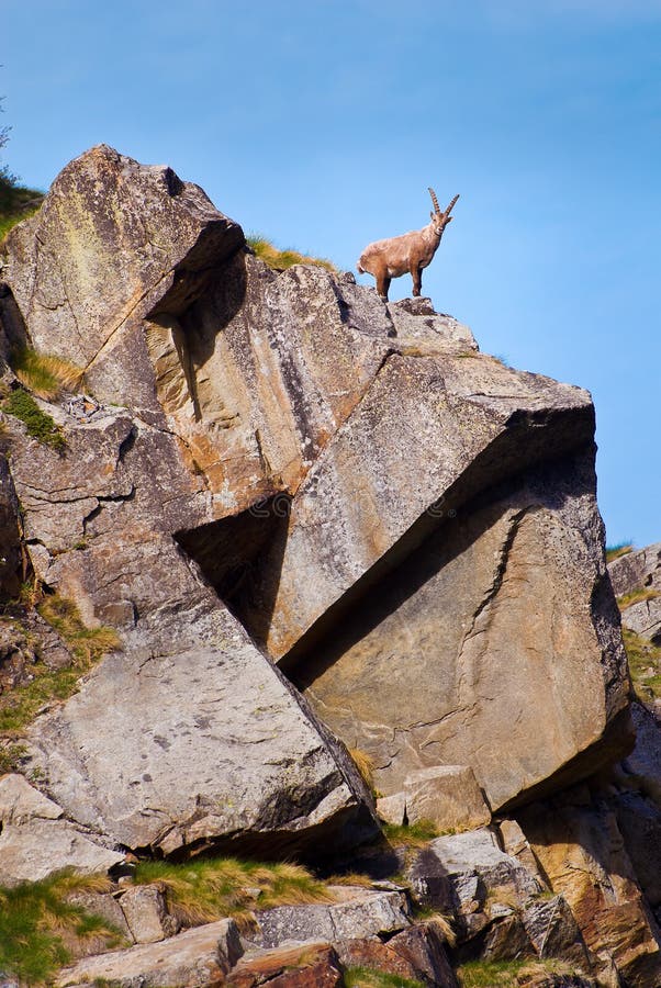 Íbex em uma rocha em animais selvagens da fauna do parque nacional de Gran Paradiso, montanhas dos cumes de Itália fotos de stock Íbex em uma rocha em animais selvagens da fauna do parque nacional de Gran Paradiso, montanhas dos cumes de Itália fotos de stock