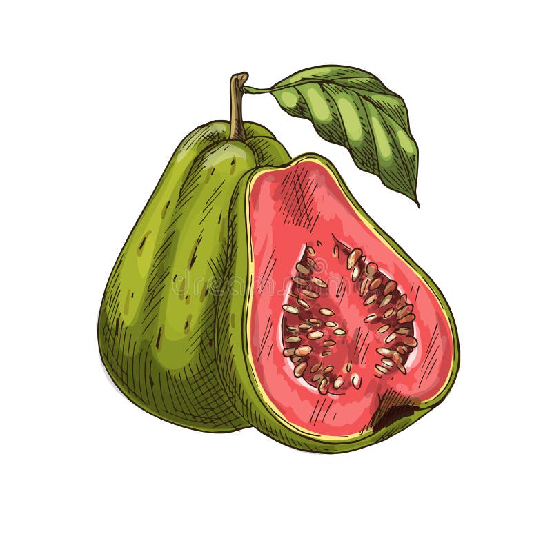 Guava fruit sketch. Vector isolated icon of fresh tropical guava in whole and cut slice for jam and exotic juice drink product label or grocery store, shop and farm market design. Guava fruit sketch. Vector isolated icon of fresh tropical guava in whole and cut slice for jam and exotic juice drink product label or grocery store, shop and farm market design