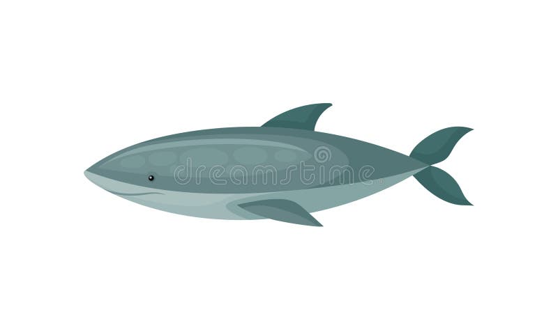 Ícone liso do vetor do tubarão azul peixes marinhos Longo-corpóreos Tema da vida do mar e do oceano ilustração do vetor Ícone liso do vetor do tubarão azul peixes marinhos Longo-corpóreos Tema da vida do mar e do oceano ilustração do vetor