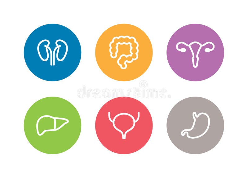 Ícones humanos dos órgãos internos do vetor Fígado, rins, útero, bexiga, estômago e dois pontos ilustração do vetor Ícones humanos dos órgãos internos do vetor Fígado, rins, útero, bexiga, estômago e dois pontos ilustração do vetor