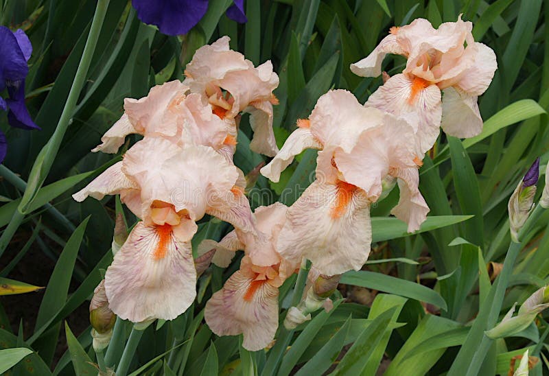 Íris delicadas e belas fotografia de stock royalty free