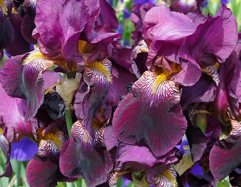 Íris delicadas e belas imagens de stock royalty free