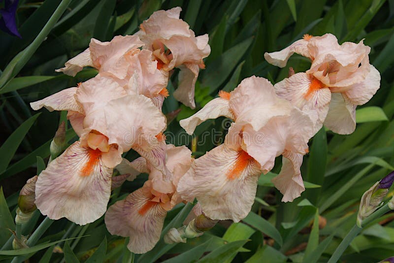 Íris delicadas e belas fotos de stock royalty free