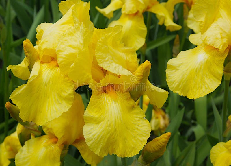 Íris delicadas e belas fotos de stock