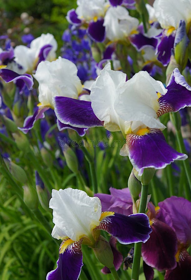 Íris delicadas e belas imagens de stock royalty free