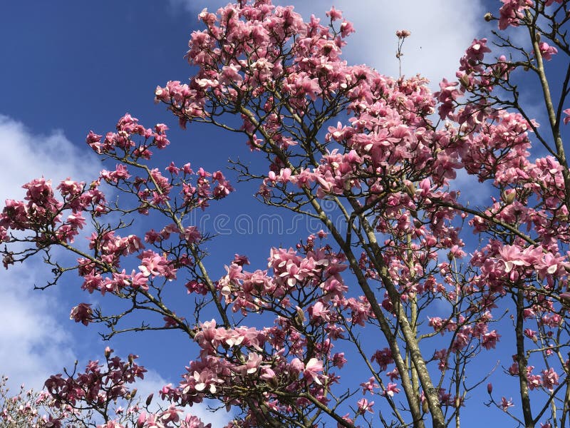 Δέντρο Magnolia στοκ εικόνα με δικαίωμα ελεύθερης χρήσης Δέντρο Magnolia στοκ εικόνα με δικαίωμα ελεύθερης χρήσης