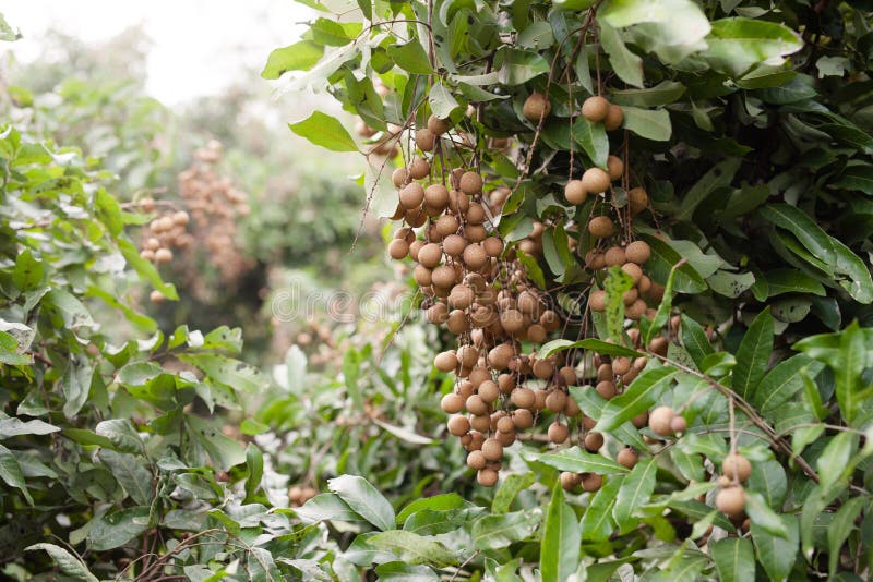 Δέσμη των longan φρούτων ή των φρούτων ματιών δράκων στα φρούτα treeLongan ή ματιών δράκων στο δέντρο στην εποχή συγκομιδών στοκ εικόνα Δέσμη των longan φρούτων ή των φρούτων ματιών δράκων στα φρούτα treeLongan ή ματιών δράκων στο δέντρο στην εποχή συγκομιδών στοκ εικόνα