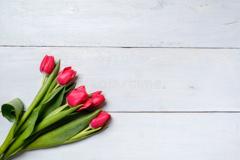 Δέσμη των κόκκινων τουλιπών στον μπλε ξύλινο πίνακα Κάρτα προτύπων εμβλημάτων με το διάστημα αντιγράφων για την ημέρα συγχαρητηρί στοκ εικόνα με δικαίωμα ελεύθερης χρήσης Δέσμη των κόκκινων τουλιπών στον μπλε ξύλινο πίνακα Κάρτα προτύπων εμβλημάτων με το διάστημα αντιγράφων για την ημέρα συγχαρητηρί στοκ εικόνα με δικαίωμα ελεύθερης χρήσης