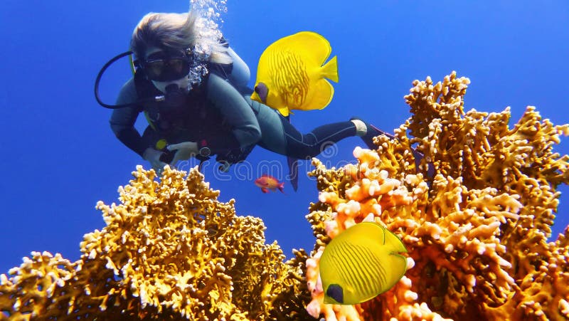 Δύτης σκαφάνδρων γυναικών και ζεύγος των όμορφων κίτρινων ψαριών κοραλλιών στοκ φωτογραφίες με δικαίωμα ελεύθερης χρήσης Δύτης σκαφάνδρων γυναικών και ζεύγος των όμορφων κίτρινων ψαριών κοραλλιών στοκ φωτογραφίες με δικαίωμα ελεύθερης χρήσης